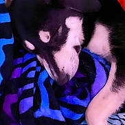Penni is registered to the contest to win money with this photo: animal, black, blanket, blue, close_up, comfort, cozy, cute, dog, fur, indoors, paw, pet, purple, relaxation, resting, sleeping, snout, striped_blanket, white