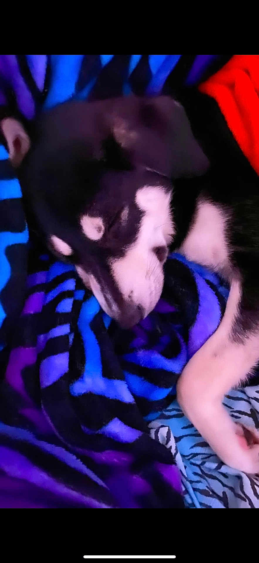 Penni