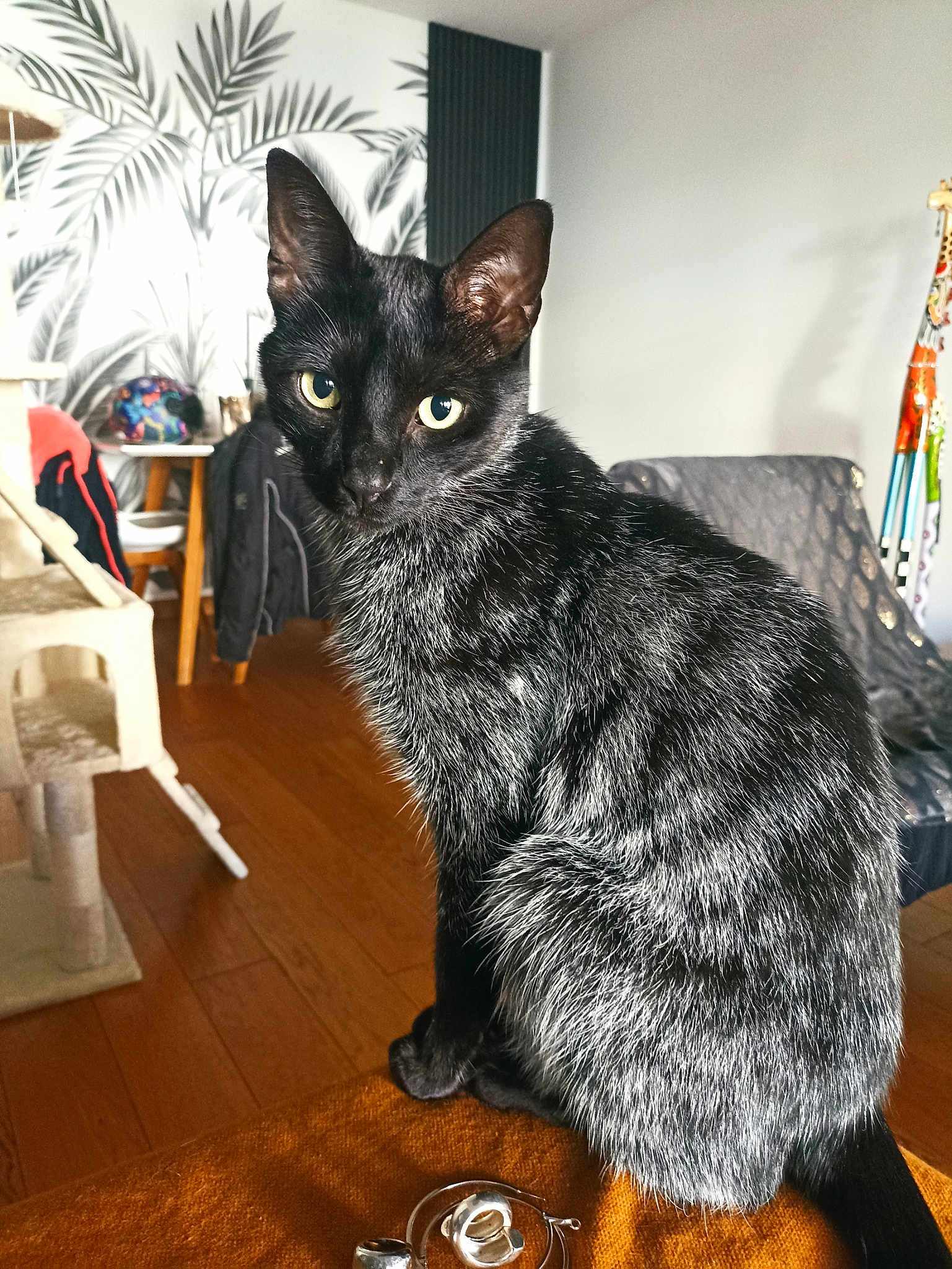 Bagheera