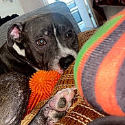 Trixy is registered to the contest to win money with this photo: dog, paw, toy, orange, cushion, striped_sock, indoor, brindle, pet, relaxed, closeup, texture, fabric, playful, expressive_eyes, living_room, furniture, cozy, resting, colorful