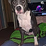 Trixy is registered to the contest to win money with this photo: dog, indoor, blanket, bed, door, television, flash, gray_coat, white_chest, pet, living_room, cable, pink_object, curious, sitting, animal, attention, furniture, home, screen