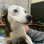 Rocket joined the competition — help win amazing prizes! dog, indoor, pet, curious, white, brown, person, hand, television, headphones, table, water_bottle, backpack, couch, room, sitting, casual, furniture, window, relaxed