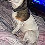 dog, pet, indoor, bed, blanket, collar, white, brown, sitting, furniture, television, bicycle, human_hand, animal, canine, looking_away, flash, night, room, casual