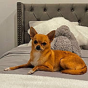 Vicci a rejoint le concours — aidez-le/la à gagner de superbes lots ! chihuahua, dog, bed, pillow, plush_toy, headboard, tufted_headboard, blanket, bedroom, pet, small_dog, ears, fur, looking_at_camera, cozy, lying_down, paw, white_pillow, indoor, gray_bedspread