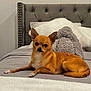 chihuahua, dog, bed, pillow, plush_toy, headboard, tufted_headboard, blanket, bedroom, pet, small_dog, ears, fur, looking_at_camera, cozy, lying_down, paw, white_pillow, indoor, gray_bedspread
