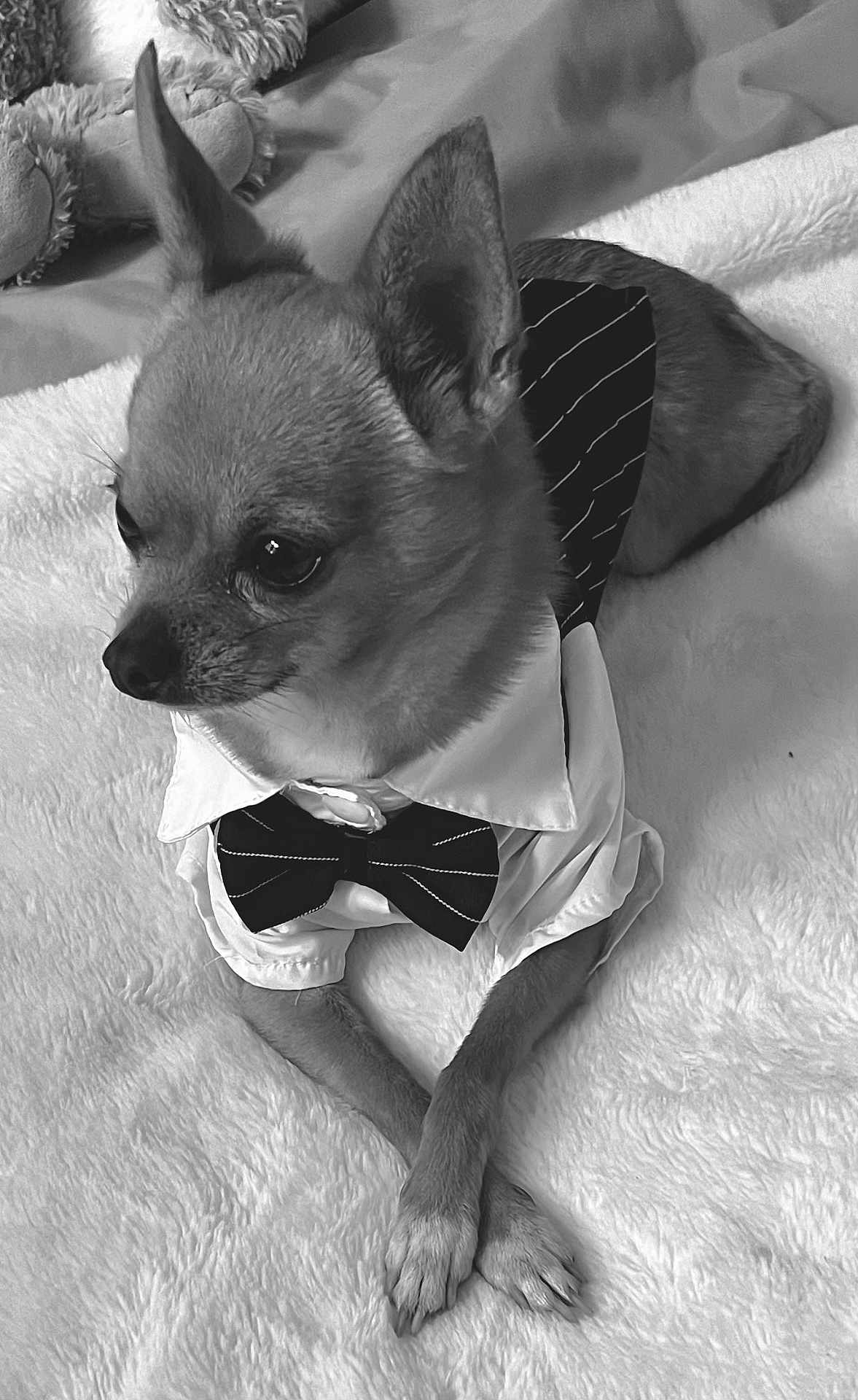 Vicci a rejoint le concours — aidez-le/la à gagner de superbes lots ! dog, chihuahua, pet, bow_tie, shirt, tuxedo, paws_crossed, blanket, stuffed_animal, bed, indoor, portrait, small_dog, fur, ears, whiskers, eyes, cozy, black_and_white, cute