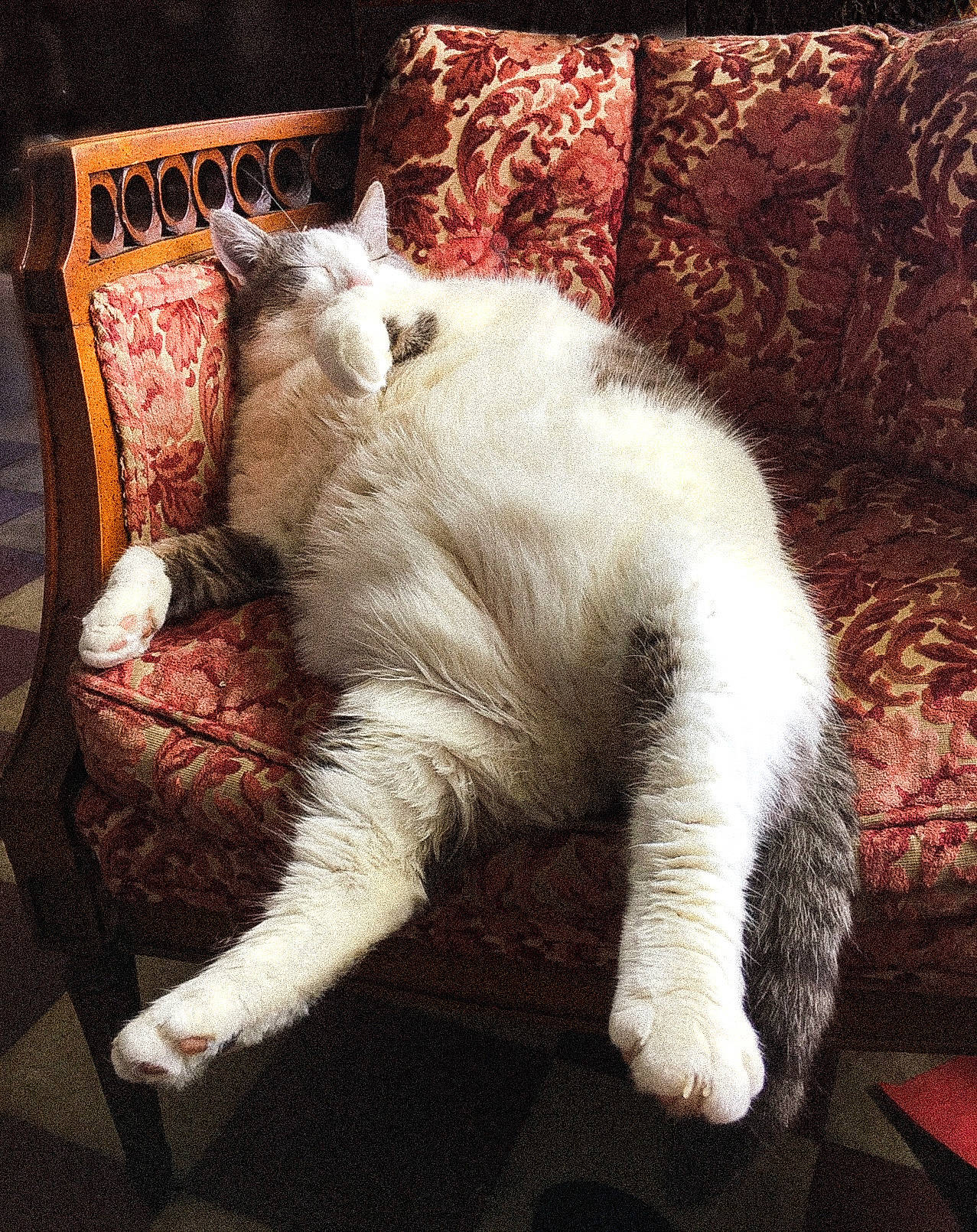 Charlie Nika is registered to the contest to win money with this photo: canidae, carnivore, cat, claw, comfort, companion_dog, domestic_short_haired_cat, felidae, fur, lap, linens, paw, pillow, room, small_to_medium_sized_cats, tail, terrestrial_animal, throw_pillow, whiskers, window