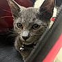 Maxie is registered to the contest to win money with this photo: cat, kitten, gray_cat, close_up, pet, collar, bell, whiskers, curious, indoor, soft_texture, fabric, bag, red, black, golden_eyes, young_cat, animal, feline, cute
