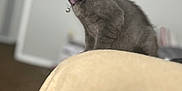 Maxie is registered to the contest to win money with this photo: cat, kitten, gray_cat, pet, indoor, collar, purple_collar, animal, feline, young_cat, curious, sitting, soft_texture, blurred_background, amber_eyes, whiskers, domestic_cat, cute, small_animal, furry