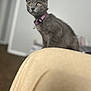 cat, kitten, gray_cat, pet, indoor, collar, purple_collar, animal, feline, young_cat, curious, sitting, soft_texture, blurred_background, amber_eyes, whiskers, domestic_cat, cute, small_animal, furry