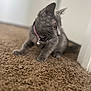 Maxie joined the competition — help win amazing prizes! cat, gray_cat, pet, indoor, carpet, collar, bell, feline, animal, curious, sitting, side_view, fur, whiskers, alert, domestic_animal, mammal, closeup, soft_light, floor