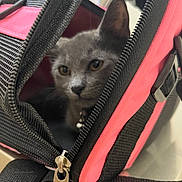 Maxie joined the competition — help win amazing prizes! cat, gray_cat, pet_carrier, zipper, black, pink, curious, indoor, close_up, animal, feline, ears, whiskers, face, eyes, collar, metal_zipper, fabric, soft_texture, pet_accessory