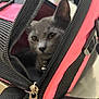 cat, gray_cat, pet_carrier, zipper, black, pink, curious, indoor, close_up, animal, feline, ears, whiskers, face, eyes, collar, metal_zipper, fabric, soft_texture, pet_accessory