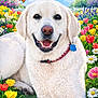 dog, golden_retriever, flower_garden, tulips, daisies, smiling, collar, tag, outdoor, green_grass, spring, nature, pet, animal, sunny_day, colorful, happy, closeup, fur, cute