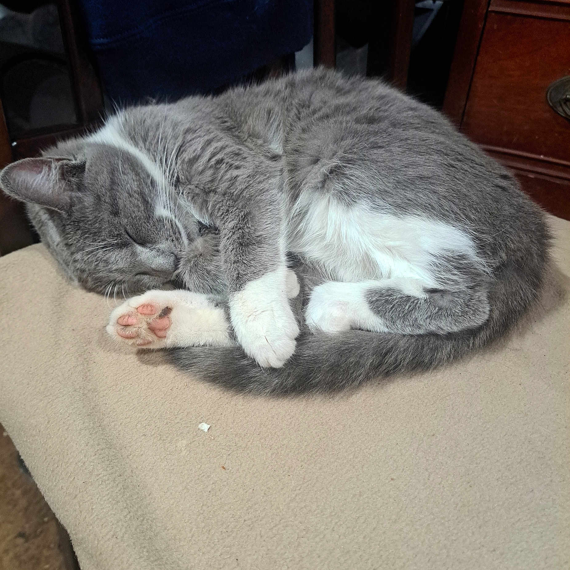 Miss Kitty Kitty