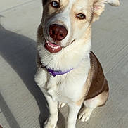 Bibble joined the competition — help win amazing prizes! dog, canine, pet, heterochromia, blue_eye, brown_eye, purple_collar, sitting, smiling, outdoor, concrete, shadow, sunlight, closeup, head_tilt, fur, friendly, domestic_animal, animal, portrait
