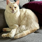 Franklin a rejoint le concours — aidez-le/la à gagner de superbes lots ! animal, cat, couch, cozy, cream_colored, cute, domestic, feline, fluffy, gray_fabric, indoor, paws, pet, purple_pillow, relaxed, resting, seated, soft, tail, whiskers