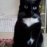 Coralie participe au concours pour gagner de l'argent avec cette photo : black_cat, bombay, cat, cat_like_mammal, domestic_short_haired_cat, european_shorthair, fur, kitten, small_to_medium_sized_cats, snout, whiskers