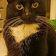 Coralie a rejoint le concours — aidez-le/la à gagner de superbes lots ! black_cat, carnivore, cat, claw, domestic_short_haired_cat, felidae, fur, iris, pet_supply, small_to_medium_sized_cats, snout, tail, terrestrial_animal, whiskers