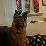Leeloo is registered to the contest to win money with this photo: dog, german_shepherd, indoor, couch, skateboard, skateboard_deck, wall, pet, furniture, brown_fur, ears, sitting, polka_dot, fabric, living_room, portrait, animal, canine, domestic_animal, cozy