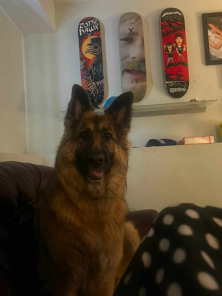 Leeloo is registered to the contest to win money with this photo: dog, german_shepherd, indoor, couch, skateboard, skateboard_deck, wall, pet, furniture, brown_fur, ears, sitting, polka_dot, fabric, living_room, portrait, animal, canine, domestic_animal, cozy