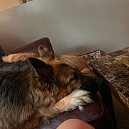 Leeloo joined the competition — help win amazing prizes! dog, german_shepherd, sleeping, couch, leather, indoor, table, marble, paw, fur, relaxation, pet, home, resting, animal, domestic, cozy, brown, furniture, human_leg