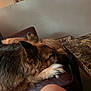 animal, brown, couch, cozy, dog, domestic, fur, furniture, german_shepherd, home, human_leg, indoor, leather, marble, paw, pet, relaxation, resting, sleeping, table