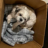 Rico is registered to the contest to win money with this photo: animal, blanket, cardboard_box, companion, cozy, curled_up, cute, dog, domestic, floor, fur, gray_fur, indoor, looking_up, pet, plaid, resting, sleepy, small_dog, white_fur