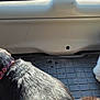 Rico joined the competition — help win amazing prizes! animal, backseat, black_dog, car, car_interior, collar, companions, dog, domestic_animal, floor_mat, fur, indoors, pet, shadow, side_view, sitting, sunlight, two_animals, vehicle, white_dog