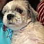Rico is registered to the contest to win money with this photo: animal, blue_shirt, close_up, companion, cozy, cushion, cute, dog, domestic, ears, face, fluffy, fur, indoor, person_partial, pet, red_stripes, snout, white_fur, window