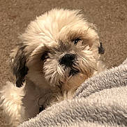 Rico is registered to the contest to win money with this photo: dog, fluffy, pet, blanket, carpet, cute, fur, indoor, animal, face, curious, small_dog, cozy, snuggle, companion, mammal, domestic, friendly, adorable, laying_down