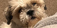Rico is registered to the contest to win money with this photo: adorable, animal, blanket, carpet, companion, cozy, curious, cute, dog, domestic, face, fluffy, friendly, fur, indoor, laying_down, mammal, pet, small_dog, snuggle