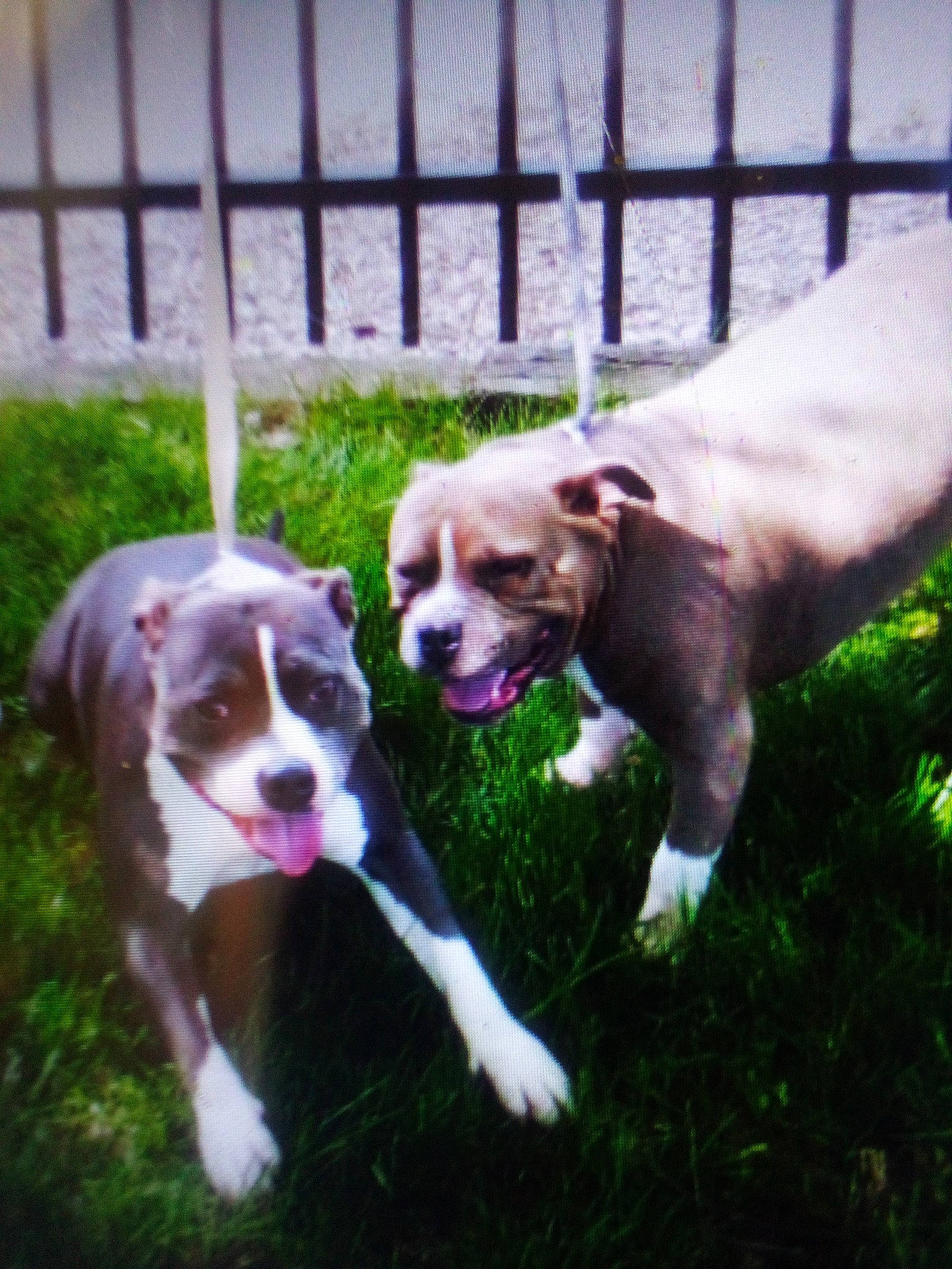 Biggie And Lee joined the competition — help win amazing prizes! canidae, carnivore, collar, companion_dog, dog, dog_breed, dog_supply, fawn, fence, grass, home_fencing, mesh, plant, snout, sporting_group, tail, toy_dog, working_animal, working_dog, yard