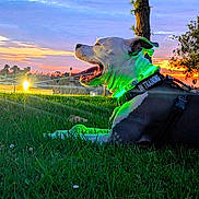 Bane joined the competition — help win amazing prizes! dog, great_dane, pet, animal, outdoor, grass, sunset, sunrise, sky, palm_tree, tree, landscape, portrait, sitting, lying_down, open_mouth, happy, training_vest, collar, green_lighting