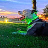 dog, great_dane, pet, animal, outdoor, grass, sunset, sunrise, sky, palm_tree, tree, landscape, portrait, sitting, lying_down, open_mouth, happy, training_vest, collar, green_lighting