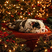 Shelby joined the competition — help win amazing prizes! animal, blanket, bulldog, christmas, cozy, cute, decorations, festive, greenery, holiday, indoors, lights, pet, pinecones, puppy, red, relaxing, sleeping, soft, warm