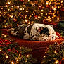 animal, blanket, bulldog, christmas, cozy, cute, decorations, festive, greenery, holiday, indoors, lights, pet, pinecones, puppy, red, relaxing, sleeping, soft, warm