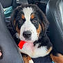 Buddy is registered to the contest to win money with this photo: bernese_mountain_dog, puppy, dog, car_interior, car_seat, black_fur, white_fur, brown_fur, paw_prints, seat_cover, window, headrest, leather_seat, pet, animal, cute, close_up, resting, indoor, travel
