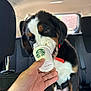 Buddy joined the competition — help win amazing prizes! dog, puppy, bernese_mountain_dog, car_interior, hand, starbucks_cup, seat, seatbelt, black_fur, white_fur, brown_fur, pet, cute, animal, vehicle, window, collar, red_collar, licking, playful
