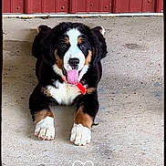 Buddy is registered to the contest to win money with this photo: dog, puppy, bernese_mountain_dog, tongue_out, collar, red_collar, concrete_floor, red_wall, happy, pet, animal, cute, lying_down, front_view, fur, black_fur, white_fur, brown_fur, portrait, indoors