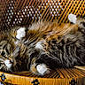 cat, long_hair, fluffy, tabby, pet, animal, feline, green_eyes, whiskers, paws, upside_down, lying_down, wicker_chair, furniture, indoor, portrait, close_up, relaxed, playful, photography