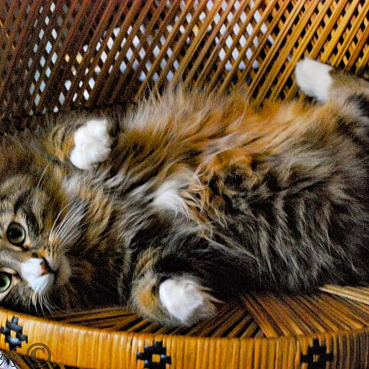 Bobo is registered to the contest to win money with this photo: cat, long_hair, fluffy, tabby, pet, animal, feline, green_eyes, whiskers, paws, upside_down, lying_down, wicker_chair, furniture, indoor, portrait, close_up, relaxed, playful, photography