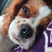 Dizzy G joined the competition — help win amazing prizes! animal, blanket, brown_and_white, close_up, companion, cozy, cute, dog, fur, indoors, muzzle, nose, pet, portrait, purple, relaxed, resting, sleepy, soft_texture, whiskers