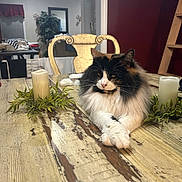 Mailie joined the competition — help win amazing prizes! cat, fluffy_cat, table, wooden_table, candle, decorative_candle, plant, chair, vintage_chair, indoor, home, cozy, furniture, pet, relaxed, animal, domestic_cat, fur, whiskers, resting