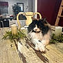 cat, fluffy_cat, table, wooden_table, candle, decorative_candle, plant, chair, vintage_chair, indoor, home, cozy, furniture, pet, relaxed, animal, domestic_cat, fur, whiskers, resting