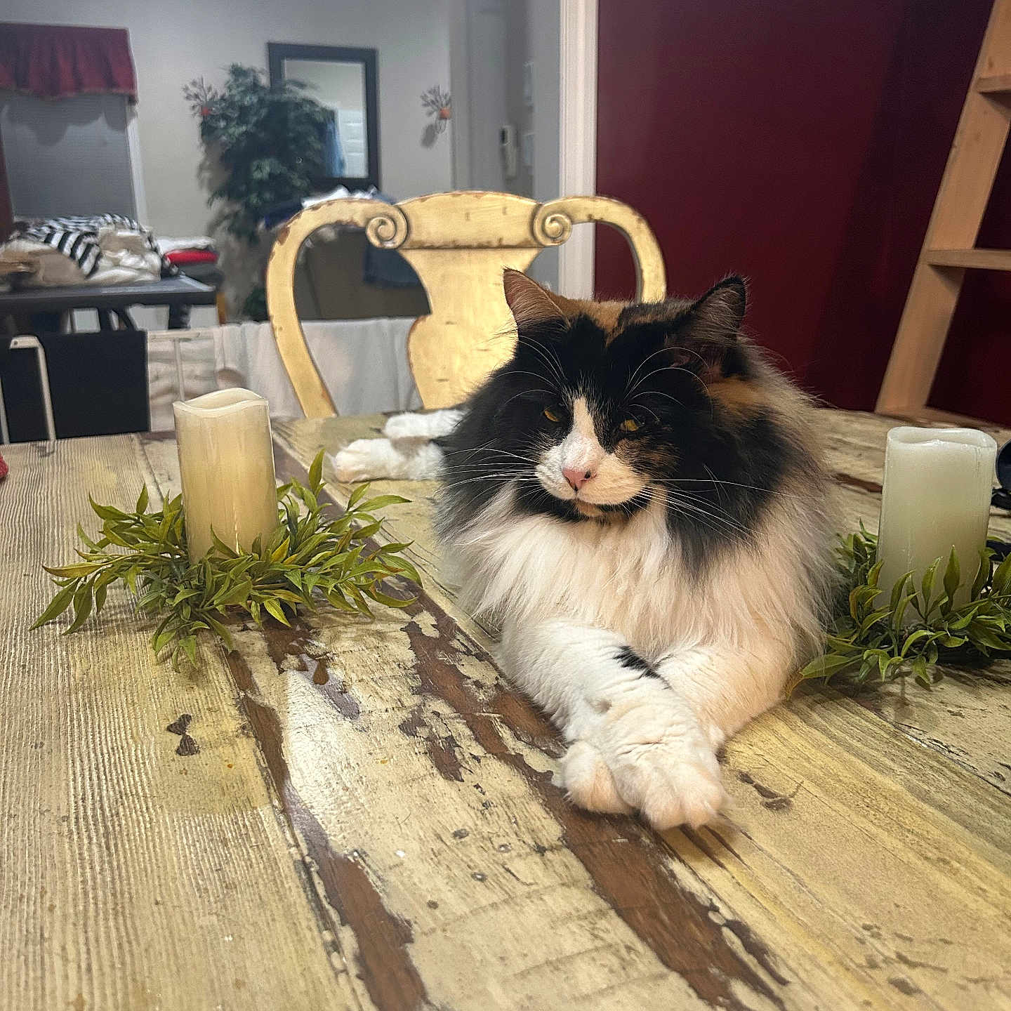 Mailie joined the competition — help win amazing prizes! animal, candle, cat, chair, cozy, decorative_candle, domestic_cat, fluffy_cat, fur, furniture, home, indoor, pet, plant, relaxed, resting, table, vintage_chair, whiskers, wooden_table