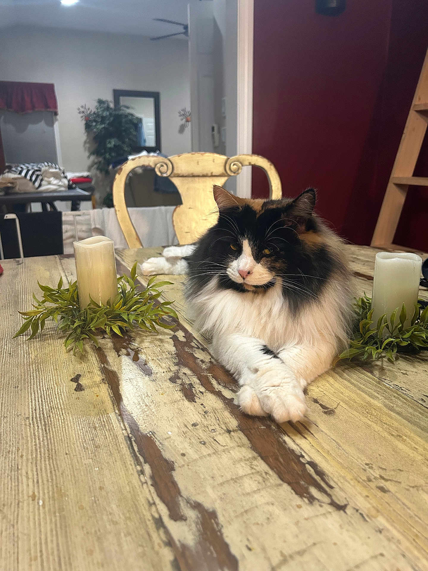 Mailie joined the competition — help win amazing prizes! cat, fluffy_cat, table, wooden_table, candle, decorative_candle, plant, chair, vintage_chair, indoor, home, cozy, furniture, pet, relaxed, animal, domestic_cat, fur, whiskers, resting