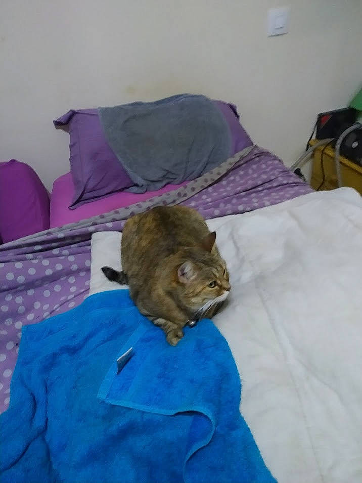 Schayne participe au concours pour gagner de l'argent avec cette photo : bed, bed_sheet, bedding, bedroom, carnivore, cat, comfort, domestic_short_haired_cat, duvet, electric_blue, felidae, fur, linens, room, sleep, sleeve, small_to_medium_sized_cats, sporting_group, textile, whiskers