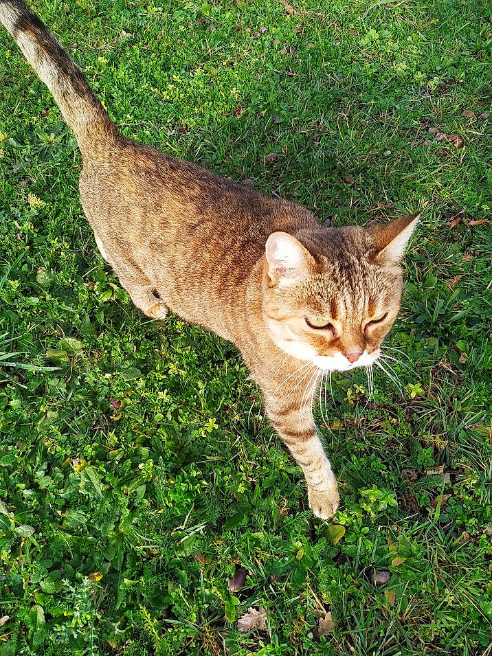 Schayne a rejoint le concours — aidez-le/la à gagner de superbes lots ! carnivore, cat, domestic_short_haired_cat, fawn, felidae, fur, grass, grassland, groundcover, plant, small_to_medium_sized_cats, snout, tail, terrestrial_animal, whiskers, wildlife