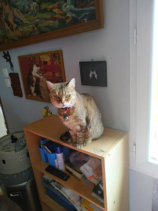 Schayne a rejoint le concours — aidez-le/la à gagner de superbes lots ! bookcase, carnivore, cat, chair, domestic_short_haired_cat, drawer, felidae, fur, home_appliance, interior_design, office_supplies, picture_frame, room, shelf, shelving, small_to_medium_sized_cats, table, whiskers, window, wood